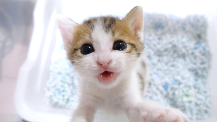 ミルクをおねだりする子猫