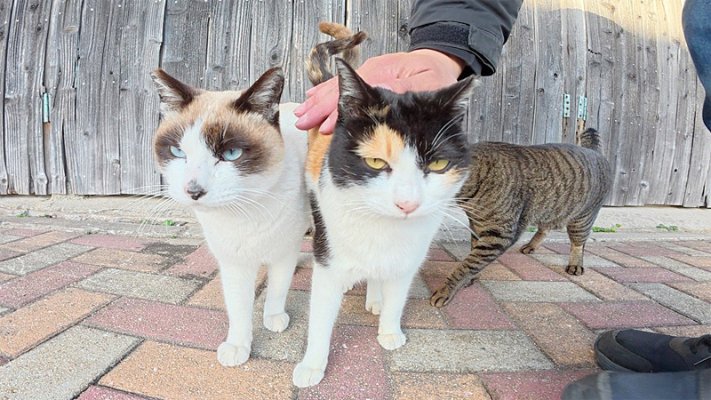 撫でられる猫達