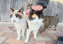 撫でられる猫達