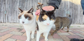 撫でられる猫達