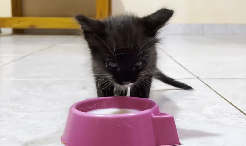 ミルクを飲む保護子猫