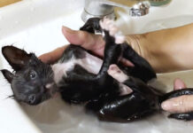 お風呂に入った保護子猫