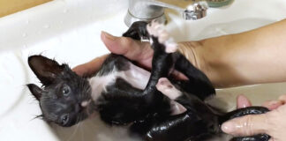 お風呂に入った保護子猫