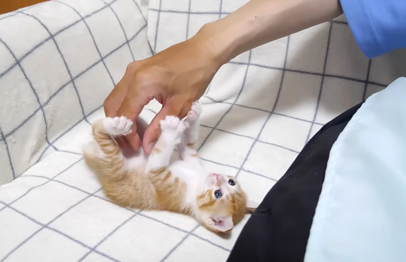 遊ぶ子猫