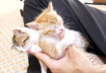 指吸いする子猫達