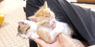 指吸いする子猫達