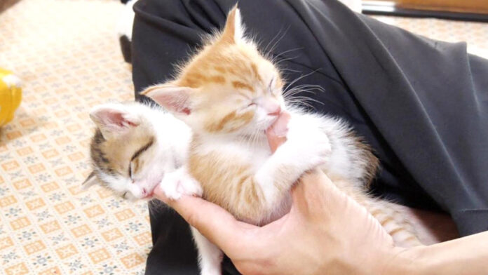 指吸いする子猫達