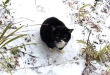 雪の中で助けを求めていた猫を救出すると… とっても可愛い姿を見せてくれた (*´ェ`*) 雪の中の猫
