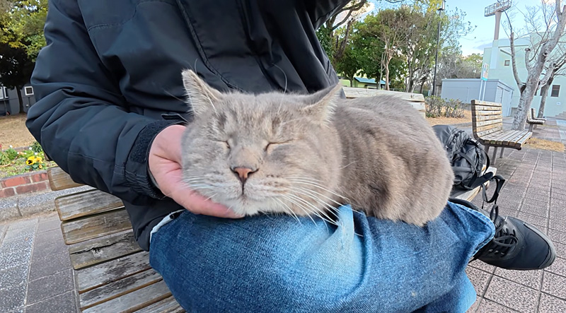 膝の上で撫でられる猫