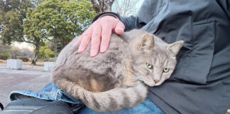 膝の上で撫でられる猫