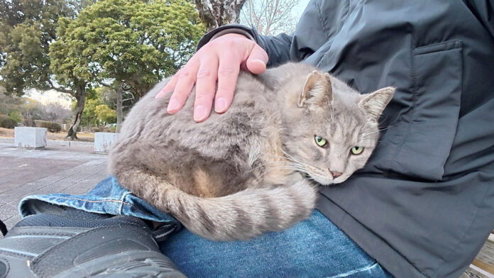 膝の上で撫でられる猫