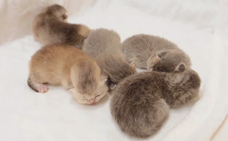 寄り添う子猫達