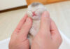 手に包み込まれる子猫