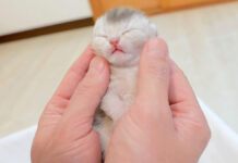 手に包み込まれる子猫