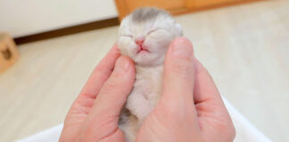 手に包み込まれる子猫