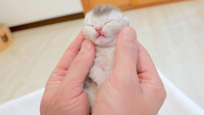 手に包み込まれる子猫