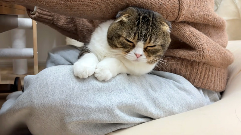 膝の上でくつろぐ猫