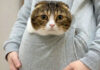猫が甘えん坊で離れないので、ポケットに入れて家事をしてみたら…♡ ポケットに入る猫