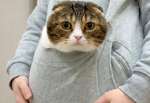 猫が甘えん坊で離れないので、ポケットに入れて家事をしてみたら…♡ ポケットに入る猫