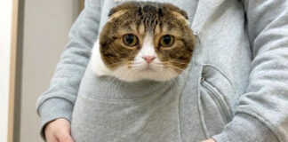 ポケットに入る猫