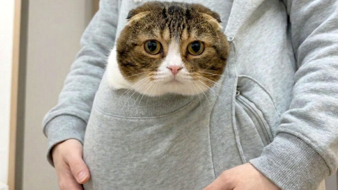 ポケットに入る猫