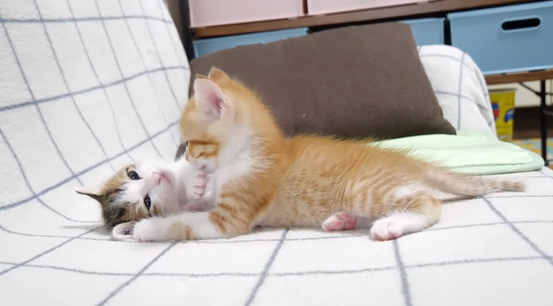 プロレスごっこをする子猫達