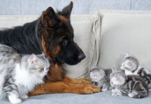 子猫達にジャーマンシェパードが安全なことを伝える母猫。どうやら子猫達も安心したようで…♡ 犬と猫の親子