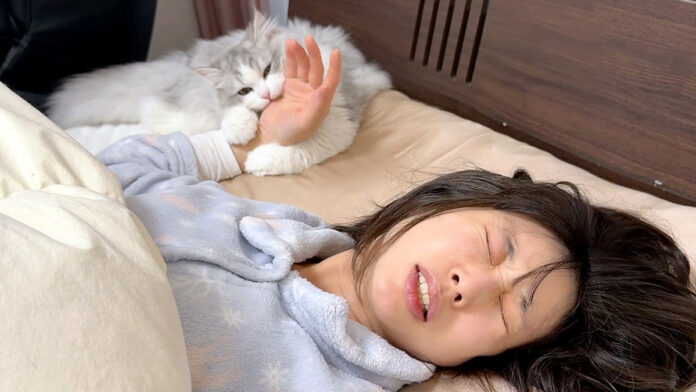 飼い主さんを噛んで起こす子猫