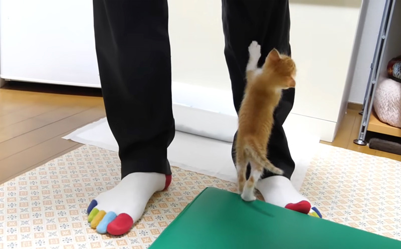 足を登る子猫