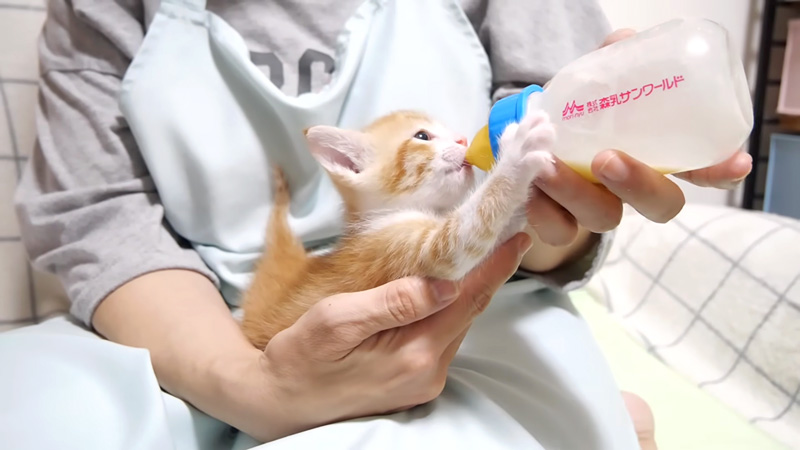 ミルクを飲む子猫