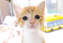 腹ペコ子猫が足に登ってきて焦っちゃうパパ。そんな子猫がお腹を満たすと可愛いことに♪ 見つめる子猫