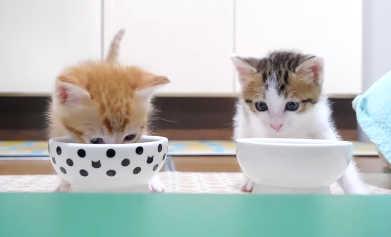 離乳食に挑戦する子猫達