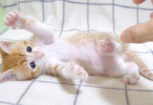 養育主さんと遊ぶ子猫