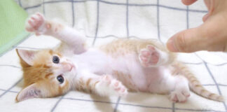 養育主さんと遊ぶ子猫