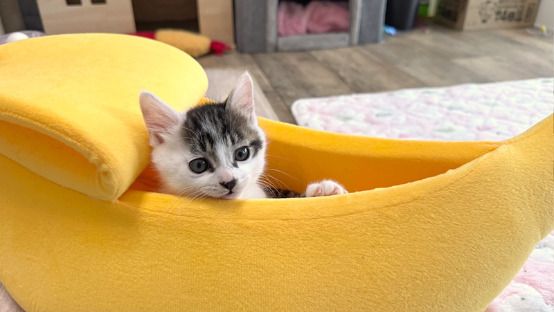 バナナで遊ぶ子猫