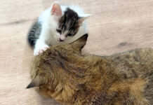 触れた瞬間に眠ってしまう子猫