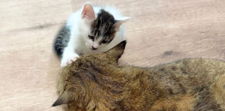 触れた瞬間に眠ってしまう子猫