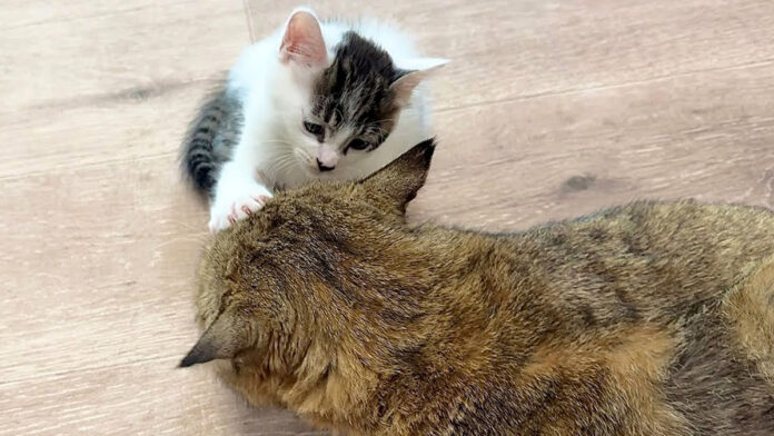 触れた瞬間に眠ってしまう子猫