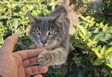 挨拶してくる猫