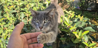 挨拶してくる猫