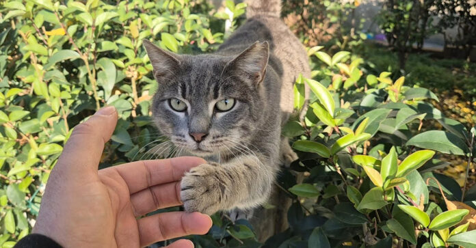 挨拶してくる猫