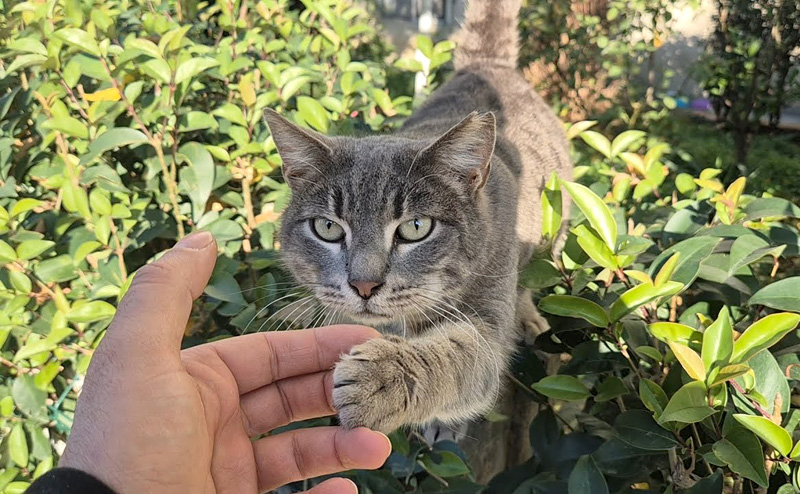 挨拶してくる猫