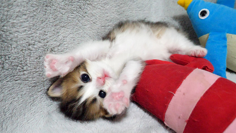 バンザイする子猫