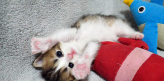 バンザイする子猫