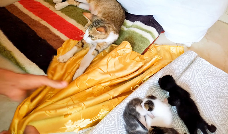 保護された猫の親子