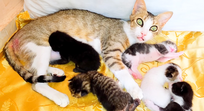 子猫達を世話する母猫