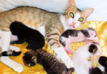 子猫達を世話する母猫