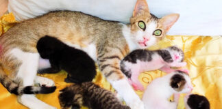 子猫達を世話する母猫