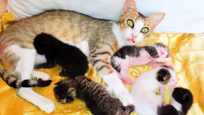 子猫達を世話する母猫