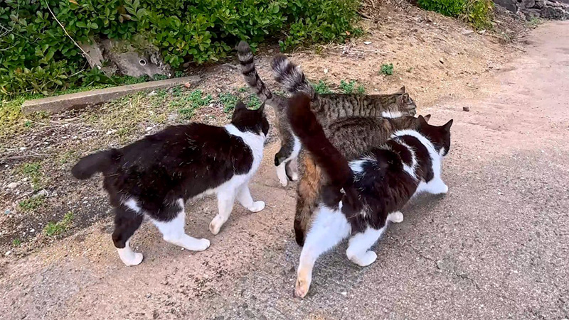 ぶつかり合いながら歩く猫達